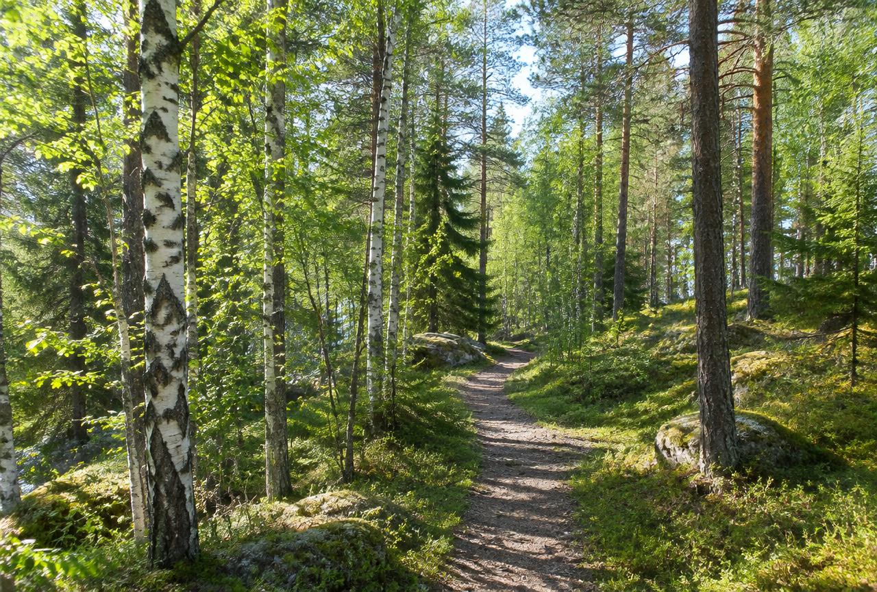 Valoisa suomalainen lähimetsä